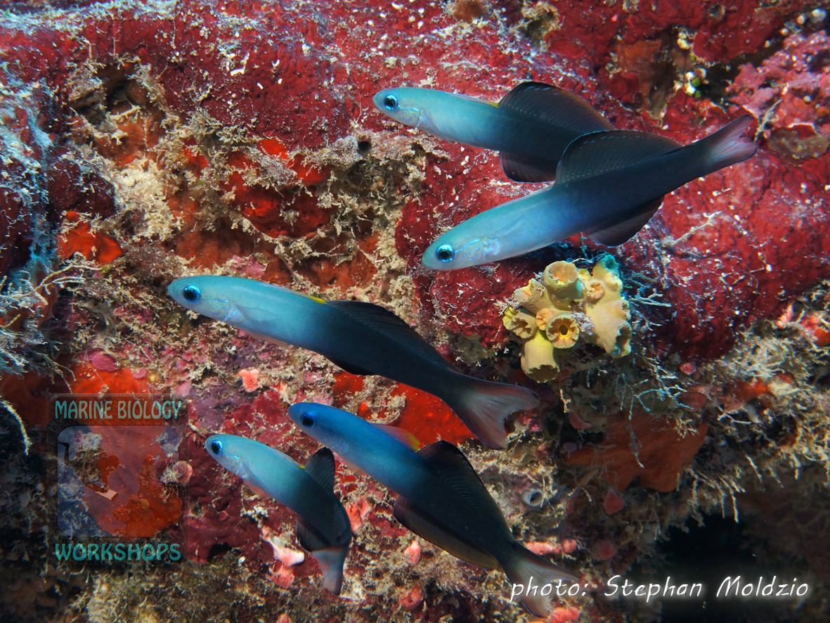 At “Yap Corner” there is a notable occurrence of Blackfin dartfish (Ptereleotris evides)