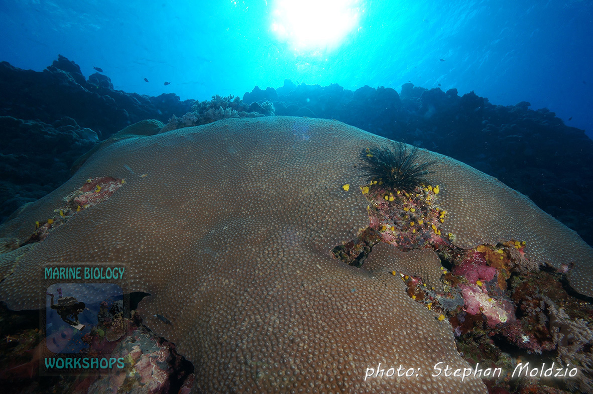 Honeycomb coral (Diploastrea sp.)