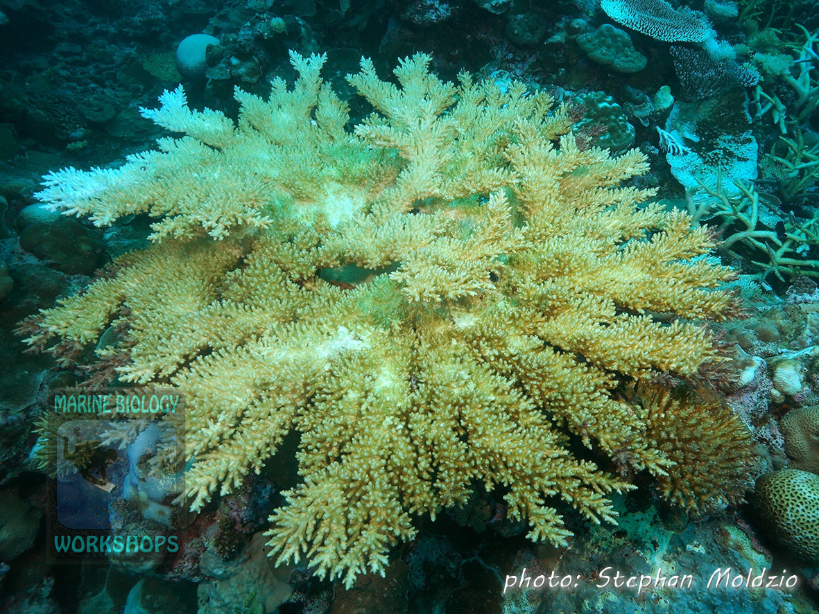 This recently killed Table coral (Acropora sp.) is already slightly overgrown with filamentous green algae