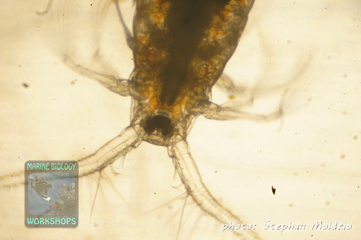 A copepod under 40x magnification