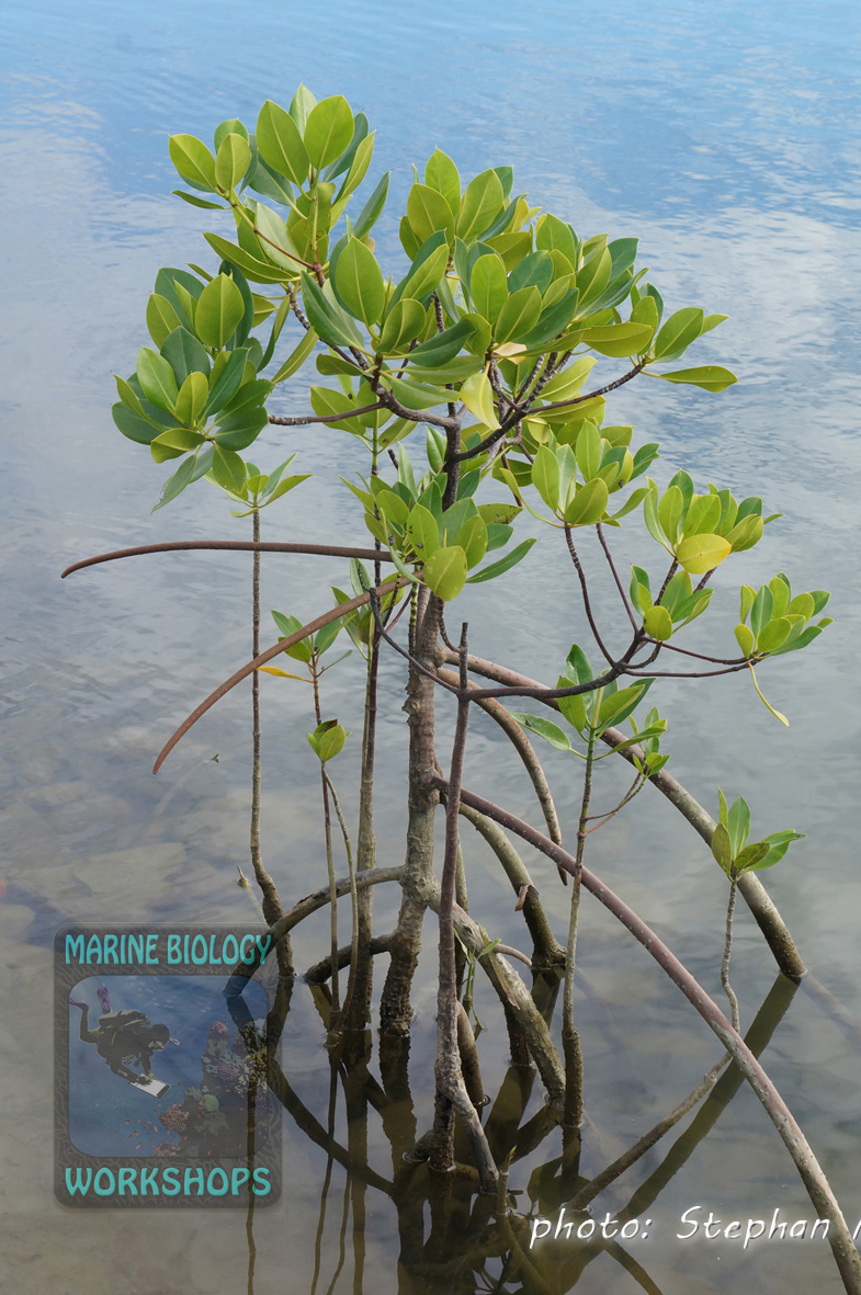 Mangroves (Rhizophora sp.)