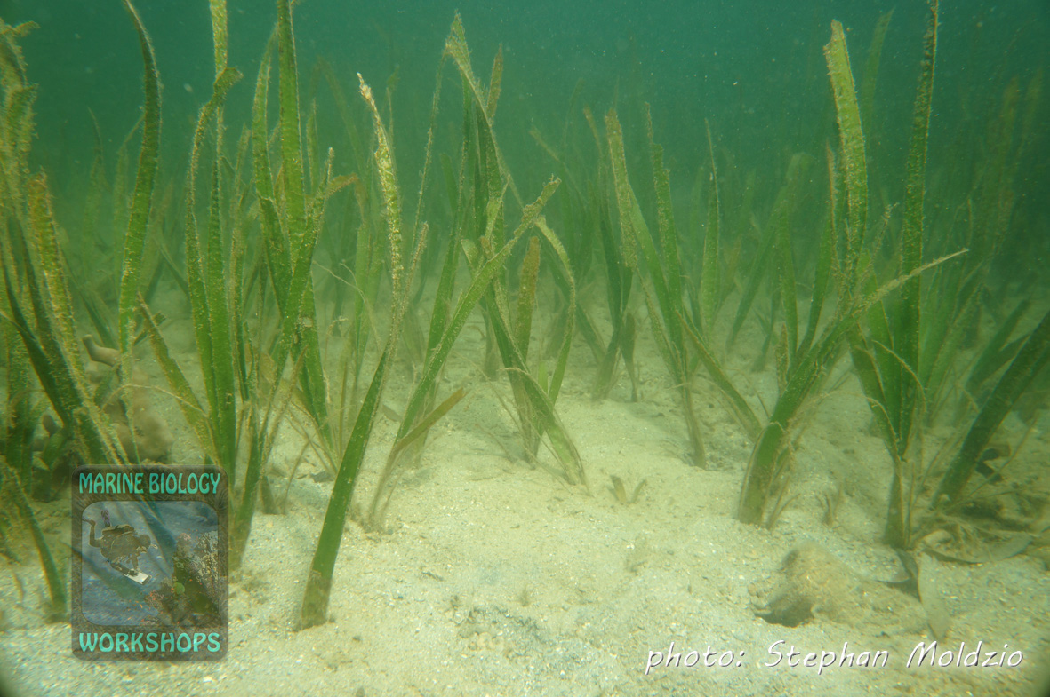 Seagrass (Cymodocea rotundata)