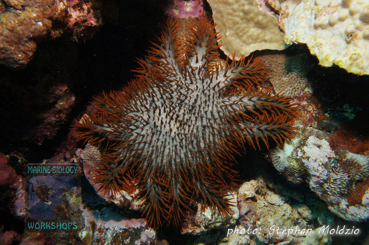 The Crown-of-Thorns Seastar (Acanthaster planci) is a voracious predator on corals