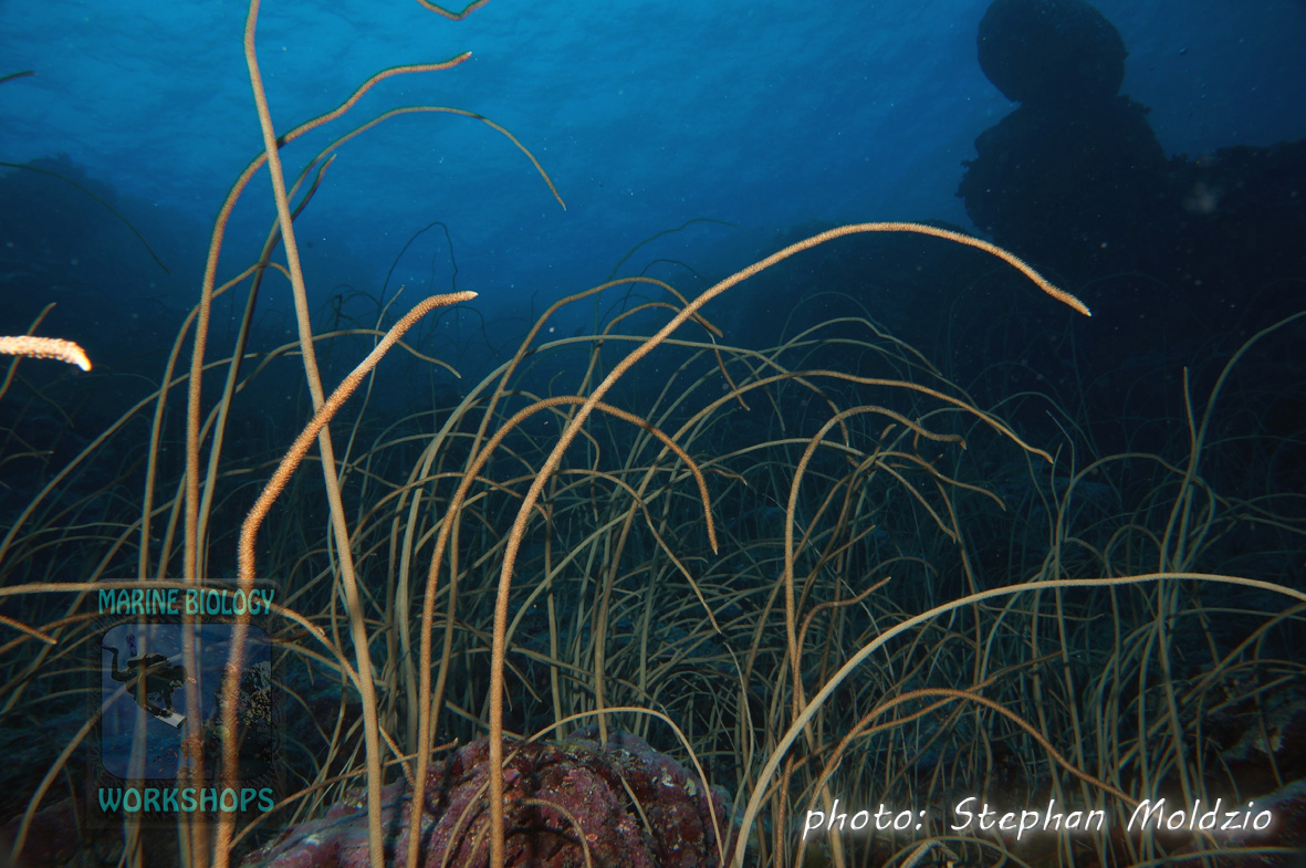 Field of Sea whips (Junceella fragilis) at “Yap Corner”
