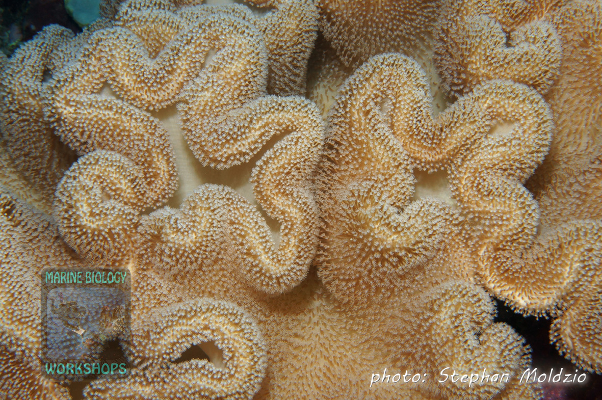 Leather coral (Sarcophyton sp.)