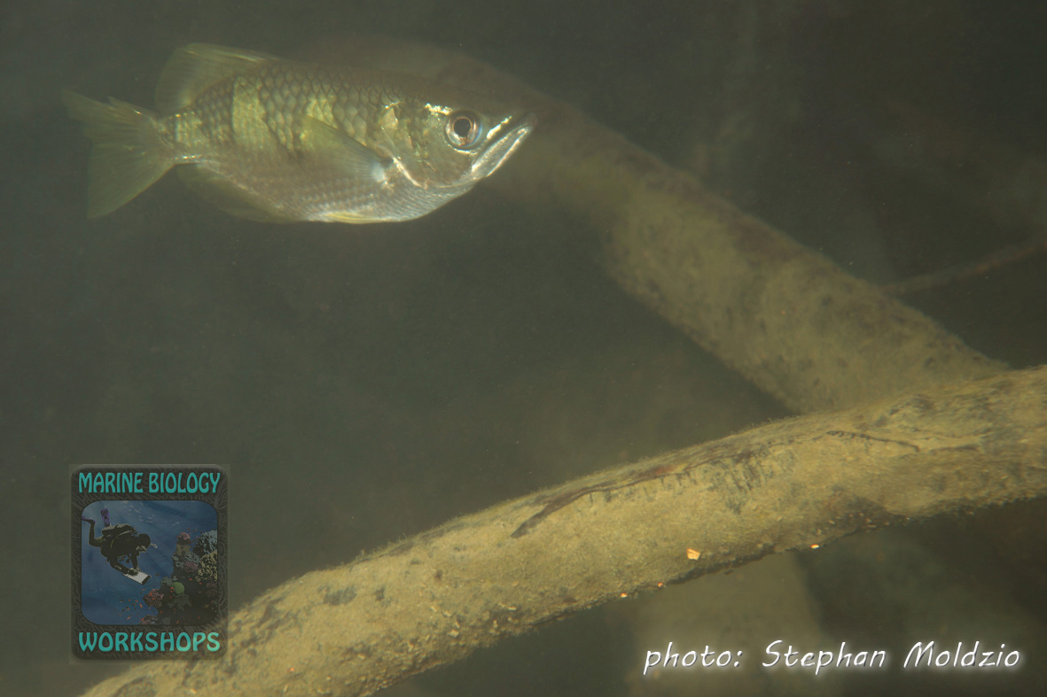 Banded archer fish (Toxotes jaculatrix)