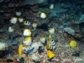 Five species of butterfly fishes