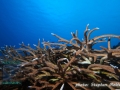Healthy thicket of Acropora staghorn coral