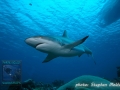 Grey Reef Shark at dive site “Vertigo”