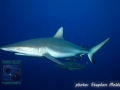 Grey Reef Shark with a Sharksucker. It accidentally (?) jumped over to a Blacktip Reefshark and back at the next opportunity…