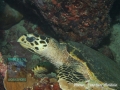 Hawksbill Turtle (Eretmochelys imbricata) at “Slow and Easy”