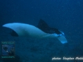 Reef Manta (Manta alfredi) swimming to the cleaning station at Goofnuw Channel