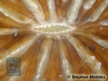 5 FUNGIIDAE Fungia sp. juv. 10x