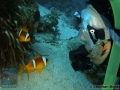 8 Marine life - Amphiprion bicinctus & diver DSC01956
