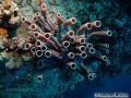 8 Marine life - Colonial tube sponge