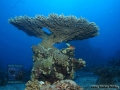8 Marine life - DSC03973-HN-table-coral