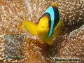 8 Marine life - DSC06753 Amphiprion bicinctus
