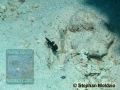8 Marine life - DSC06783 Lotilia graciliosa