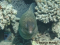 8 Marine life - Giant moray
