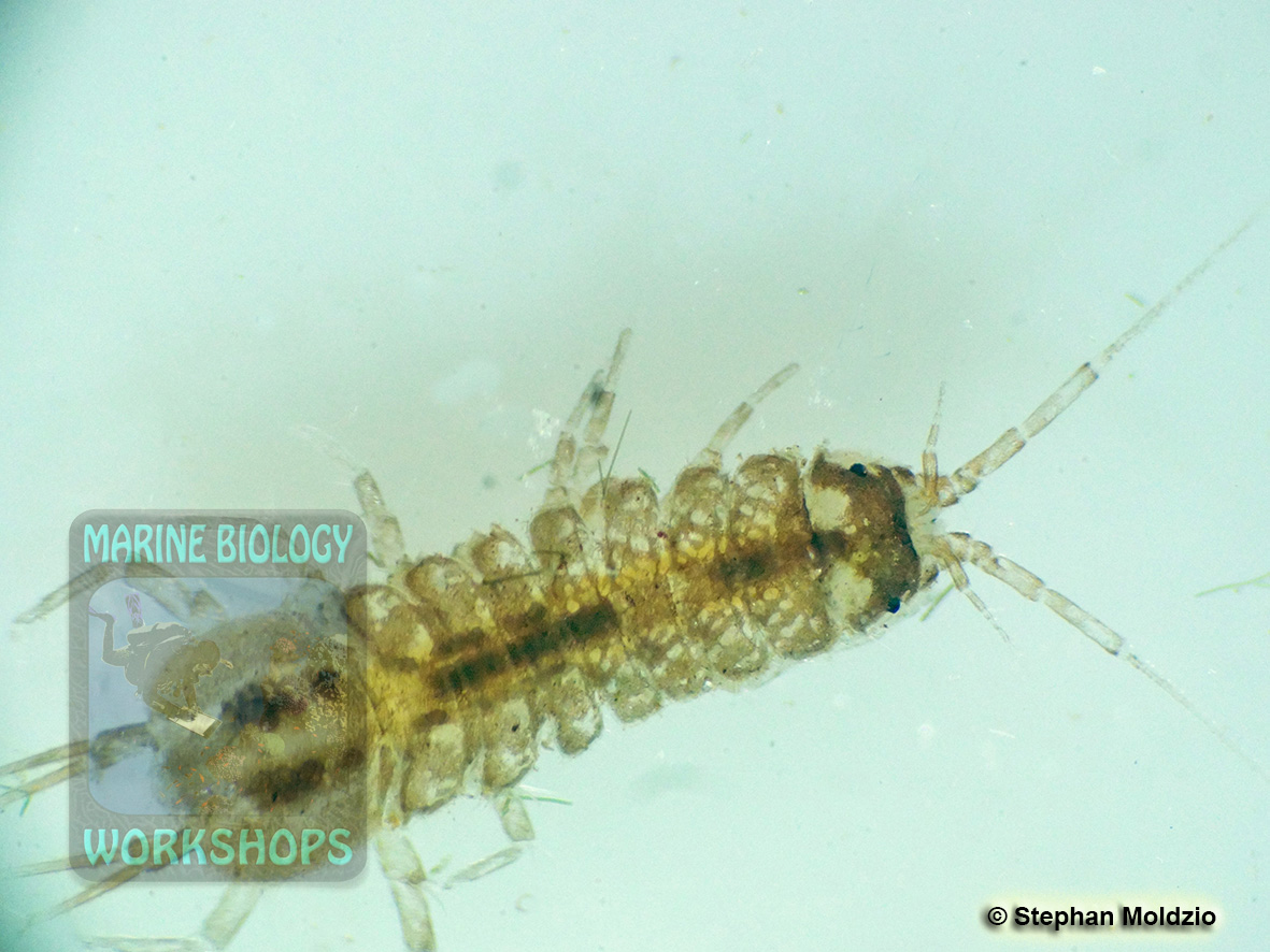 DSC07140 Wasserassel - Isopoda