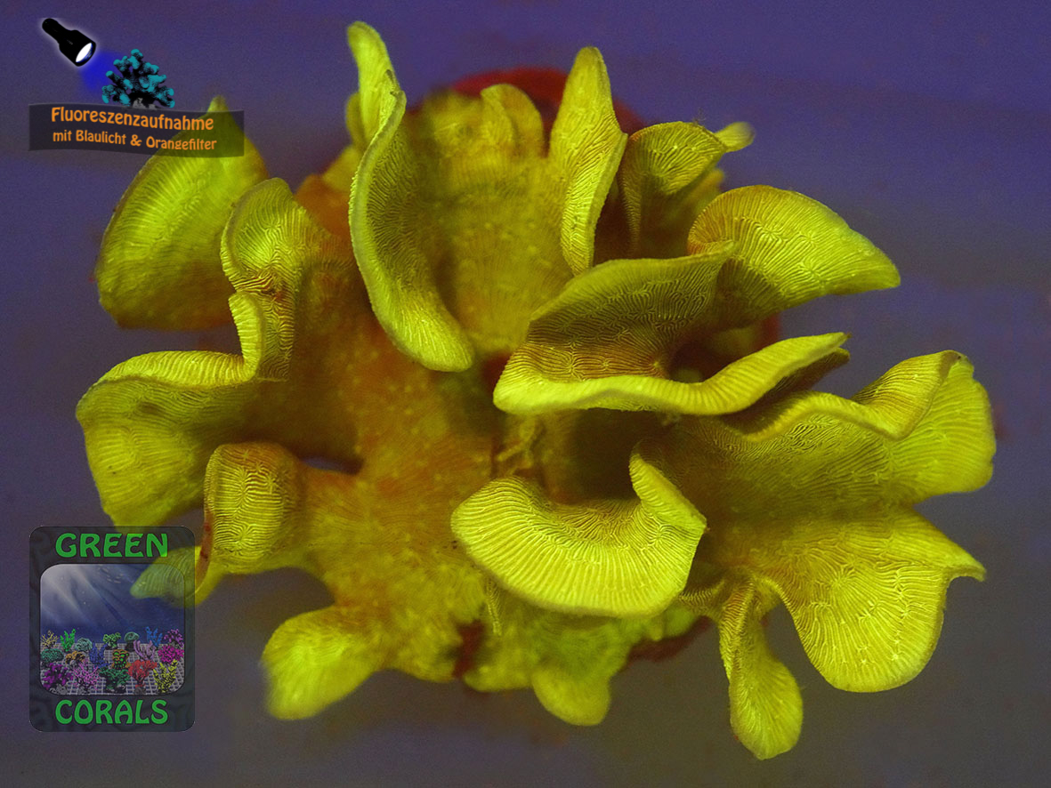 Pavona-cactus-`beige´_fluorescence-orangefilter