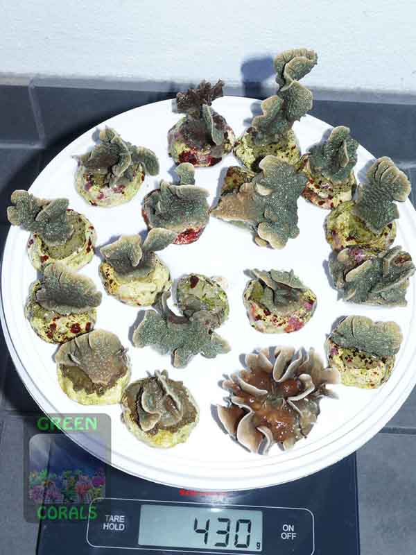 Pavona-cactus-beige´-P.-decussata-gruen´-S-M-DSC03091