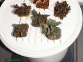 Pavona-cactus-beige´-P.-decussata-braun´-gruen´M-DSC01933