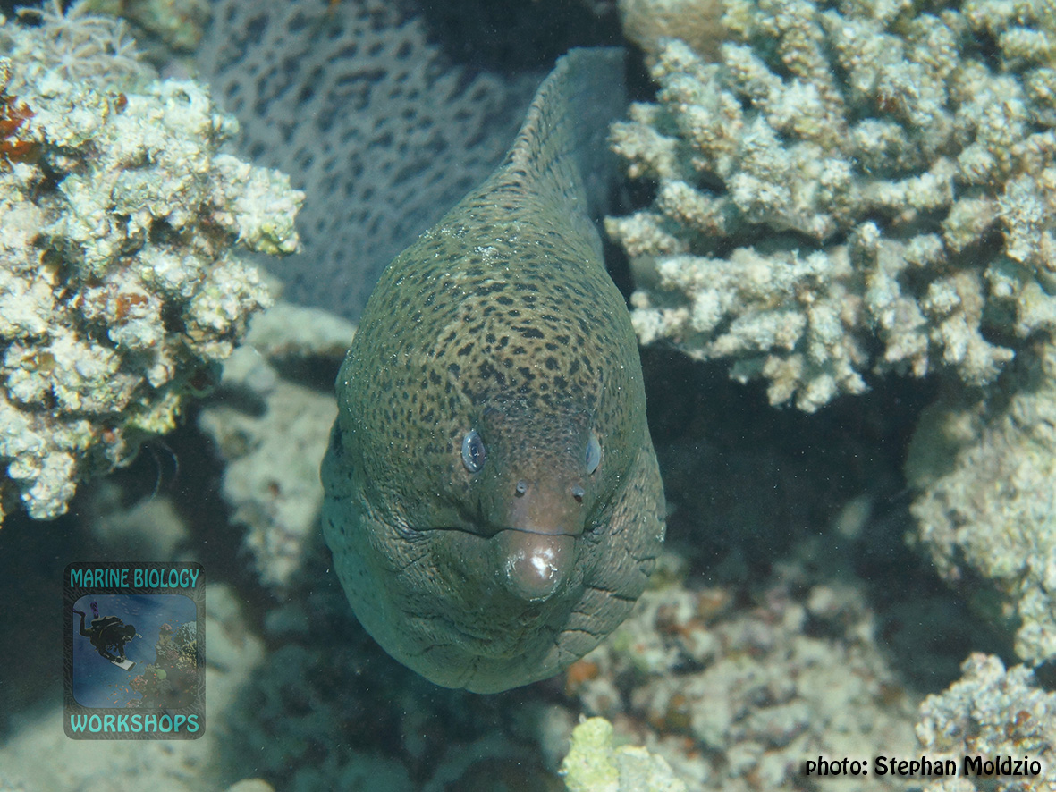 10 Fish survey - Gymnothorax javanicus DSC07466