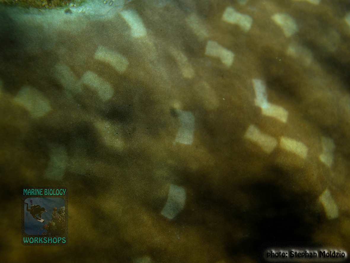 11 Invertebrate survey - butterfly fish feeding scars DSC00914
