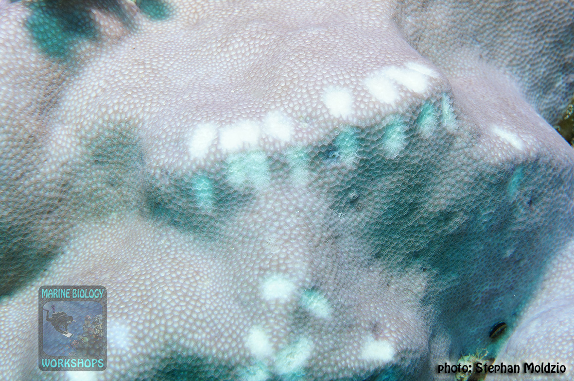 11 Invertebrate survey - parrotfish feeding scars DSC04231