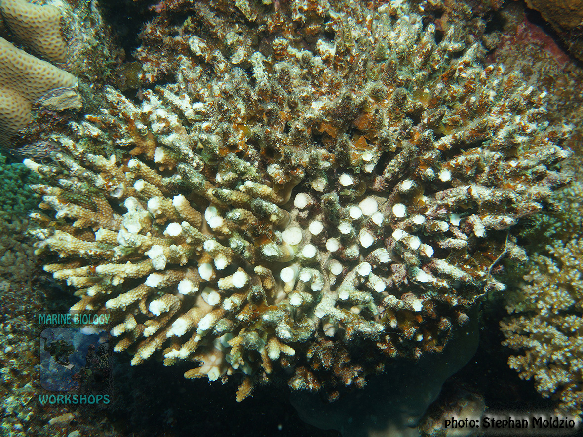 12 Human Impacts - coral-damage-divers DSC04684