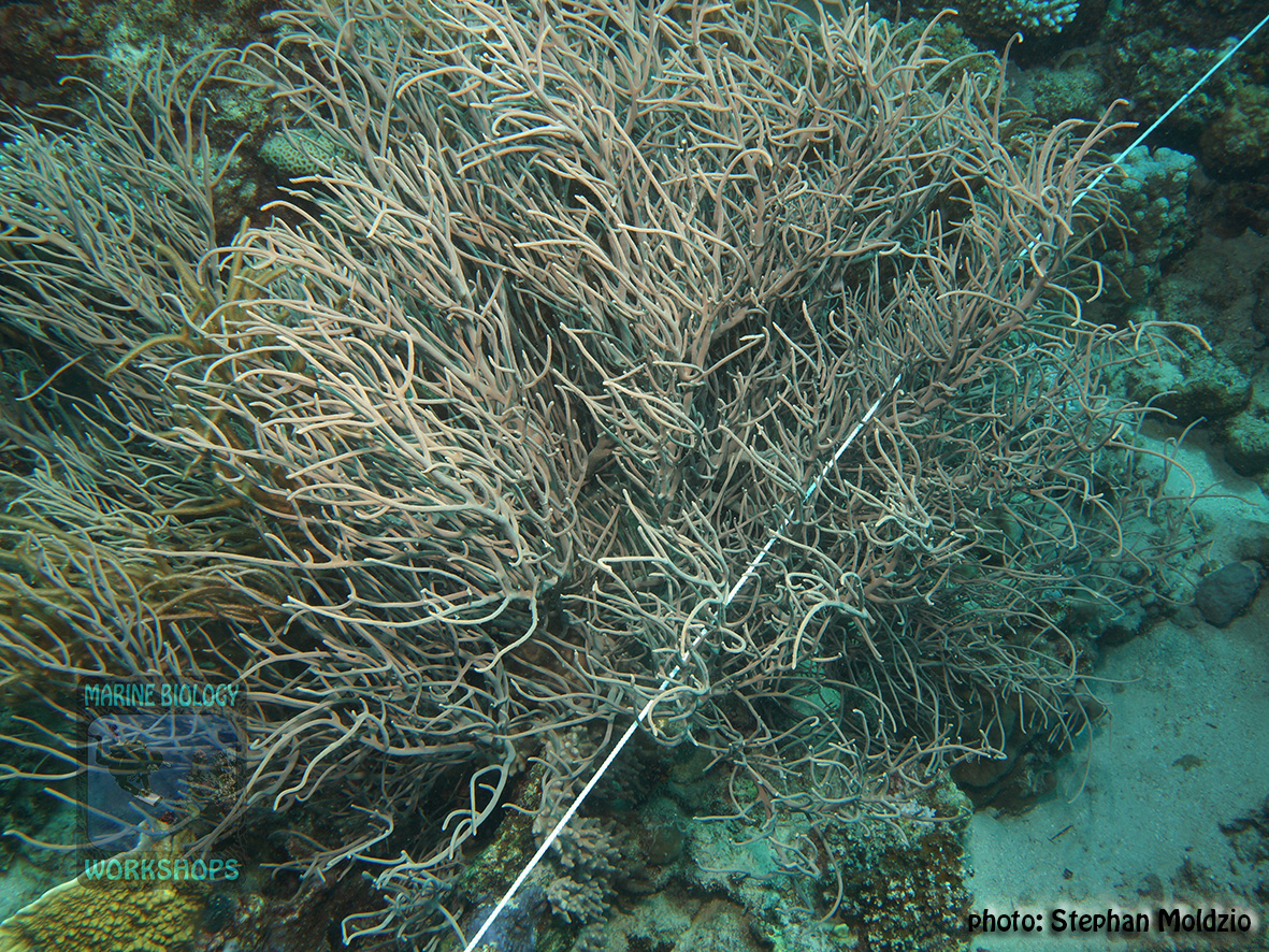 13 Substrate Survey - gorgonians-OT DSC04560