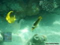 10 Fish survey - Chaetodon-fasciatus-feeding-on-jellyfish DSC04645