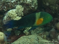10 Fish survey - Cheilinus-lunulatus,TP DSC04791
