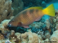 10 Fish survey - Scarus-ferrugineus,IP DSC05069
