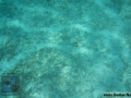 11 Invertebrate survey - Dugong-feeding-scars DSC04596