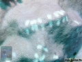 11 Invertebrate survey - parrotfish feeding scars DSC04231