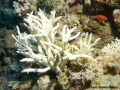 12 Human Impacts - Recently-killed-coral-RKC DSC04229