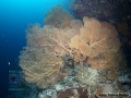 13 Substrate Survey - Annella mollis DSC01436
