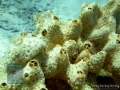 13 Substrate Survey - Crella cyathophora P1020294