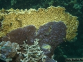 13 Substrate Survey -Montipora-sp.-vs-Millepora-dichotoma DSC04793