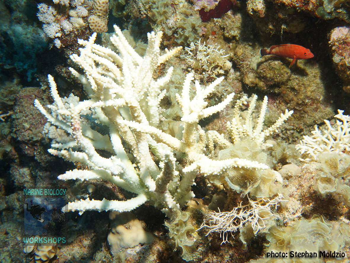 8-DSC04229-Recently-killed-coral-RKC