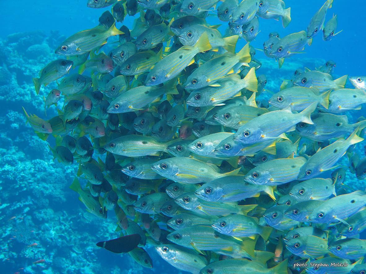 Shoal of Snappers