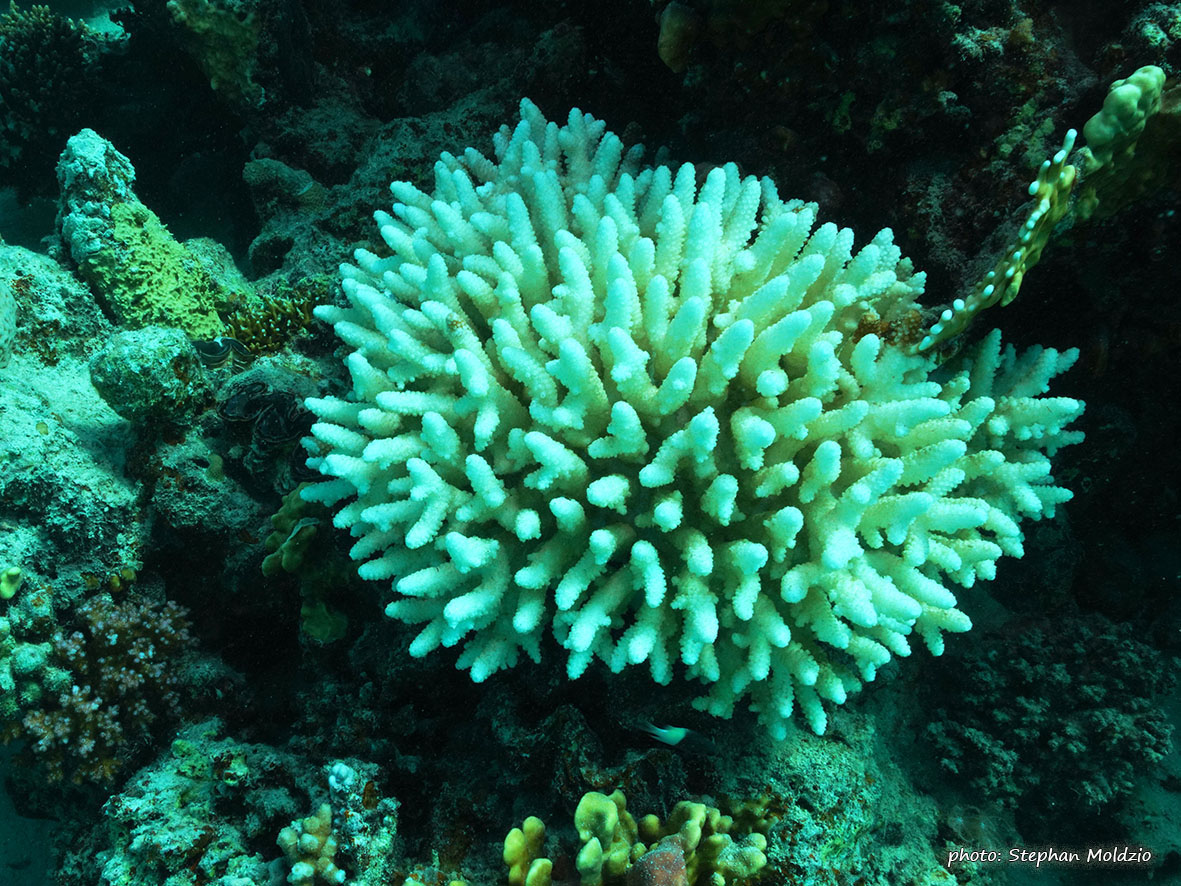 Bleached staghorn coral
