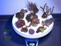 15 Softcoral-Mix 867g DSC05055