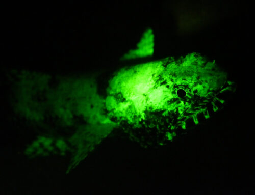 Fluorescence night dives at Marsa Shagra housereef