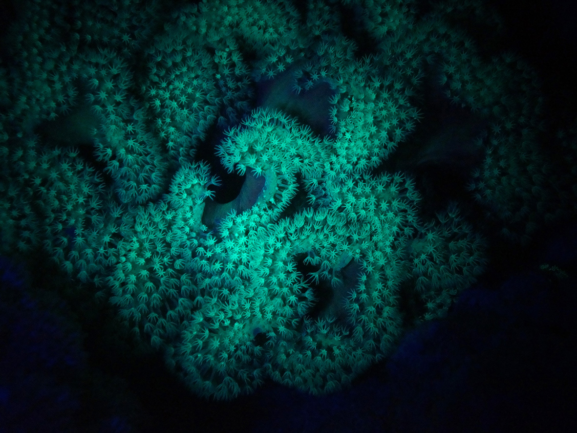 Fluorescence-nightdive