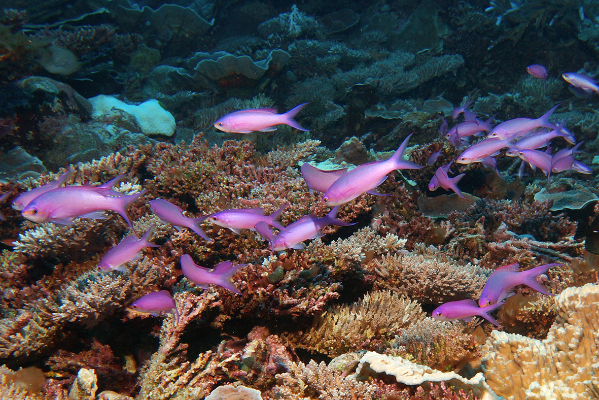 Fishes-of-Micronesia-