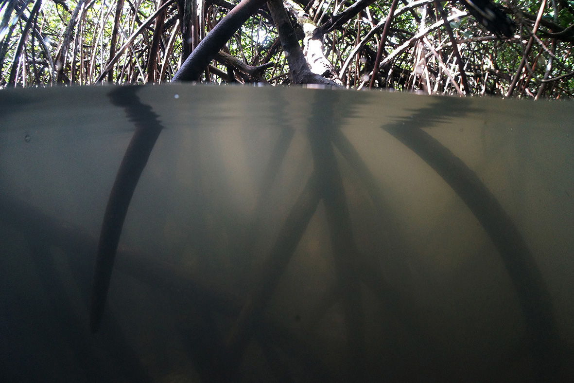 Mangroves-of-Yap