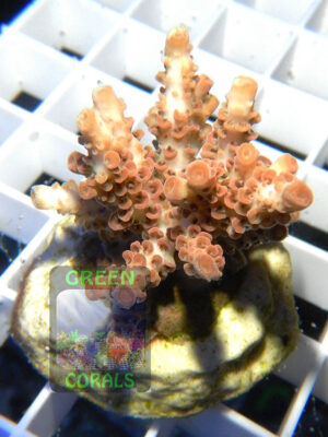 Acropora-hyacinthus-pink´-s